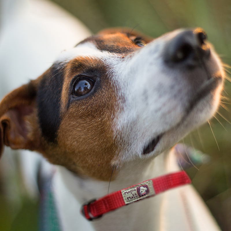 MAGNO MUTT™ Cherry Red Advanced Dog Collars